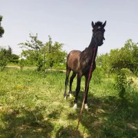 اسب