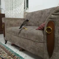 مینا سخنگو دستی افغان خوش صدا|پرنده|مشهد, قائم|دیوار