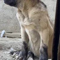 واگذاری دو پژدر نر و ماده|سگ|کرمانشاه, |دیوار