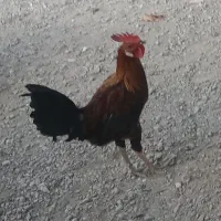 خروس جوان ومحلی