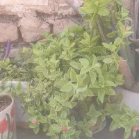 گل ناز یخی