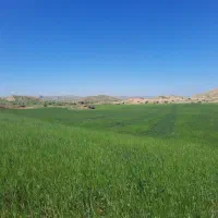 لیشتر7هکتار-زمین-صاف-یک-دست-جهت-اجاره-گندم