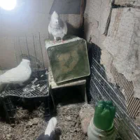 کله ابر نره 1میلیون فروش فوری