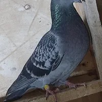 ماده های پروازی خوب|پرنده|رشت, معلولین|دیوار