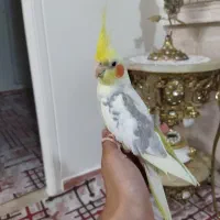 عروس هلندی دوکت