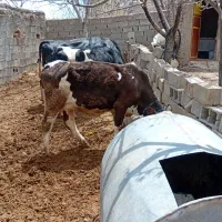 چند راس گاو شیری