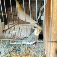 عروس هلندی مولد فقط 1400