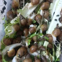 حلزون آلبنیو