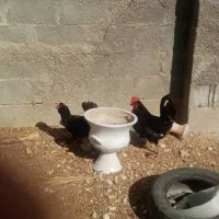 خروس محلی چهل تاج|حیوانات مزرعه|بندر دیر, |دیوار