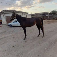 اسب ترکمن