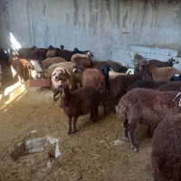 بره پای پروار میش