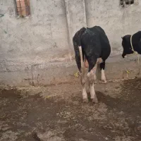 گوساله نر|حیوانات مزرعه|قشلاق دشت, |دیوار