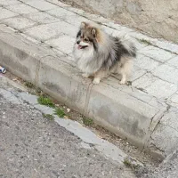 سگ عالی شناسنامه دار تموم واکسن‌ها خورده