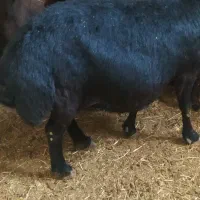 قوچ میش بره قره قزل بز گوسفند سگ گله گاو|حیوانات مزرعه|رزن, |دیوار