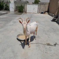چپش سانن|حیوانات مزرعه|شیراز, گل سرخ|دیوار