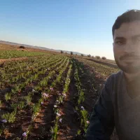 زعفران تازه|خوردنی و آشامیدنی|مشهد, ده دی|دیوار