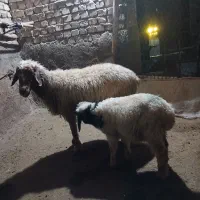 میش و بره