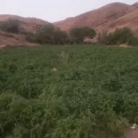 لوبیا قرمز