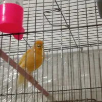 یه عدد قناری با قفس دو میلیون قرص قرص میخونه