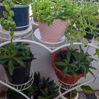 استندگل طرح قلب درحدنو
