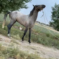 اسب