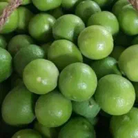 خریدار عمده لیمو کلات