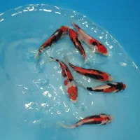 ماهی کوی نژاد