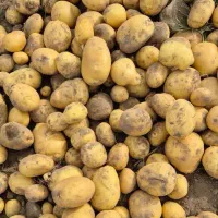 سیب زمینی بذری کلاس بالا|عمده‌فروشی|جیرفت, |دیوار
