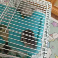 همستر|موش و خرگوش|تهران, شهرک غرب|دیوار