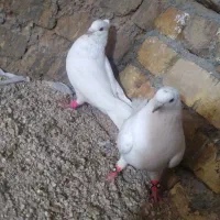 کفتر|پرنده|شیراز, گویم|دیوار