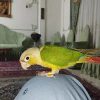 گیرینچیک آناناسی دستی|پرنده|مشهد, عامل|دیوار