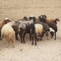 میش جفت 32 همه جوان آبستان سنگین|حیوانات مزرعه|شاهینشهر, گزبرخوار|دیوار