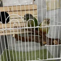 جفت طوطی گرینچیک|پرنده|تهران, تهرانسر غربی|دیوار