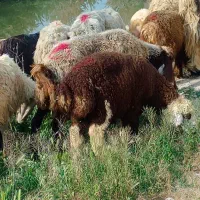 میش و بره کهره
