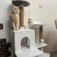 اسکرچر جای خواب گربه|لوازم جانبی حیوانات|تهران, کوی بیمه|دیوار