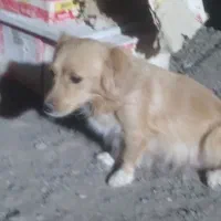 براایسگ توله بامادرشون|سگ|بم, |دیوار