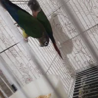 جفت گرینچیک و کوتوله|پرنده|مشهد, مهدی آباد (بلوار توس)|دیوار