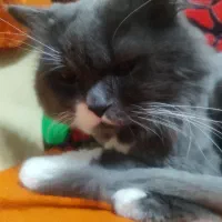 گربه اسکاتیش هایلند اماده جفت گیری|گربه|محمدیه-قزوین, |دیوار