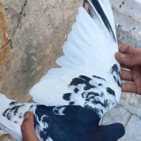 چپ و یال گلدار