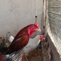 مرغ وخروس|حیوانات مزرعه|تهران, تاکسیرانی|دیوار
