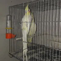 عروس هلندی و مرغ عشق|پرنده|گرگان, |دیوار