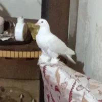 کبوتر کامل سفید است و پا ها پر بالغ