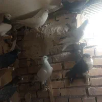 تعدادی کفتر نر