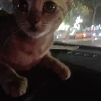 واگذاری گربه DSH