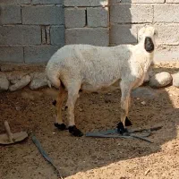 بره ماده|حیوانات مزرعه|قلعه قاضی, |دیوار