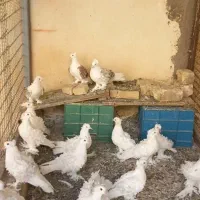 کفتر جکسون|پرنده|قم, جمکران|دیوار