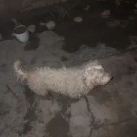 شیتزو|سگ|آبادان, |دیوار