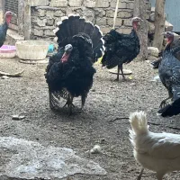 بوقلمون برنز۶ماهه