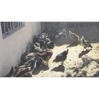 خروس|حیوانات مزرعه|اقلید, |دیوار