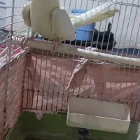 ی حفت عروس هلندی نر ماده